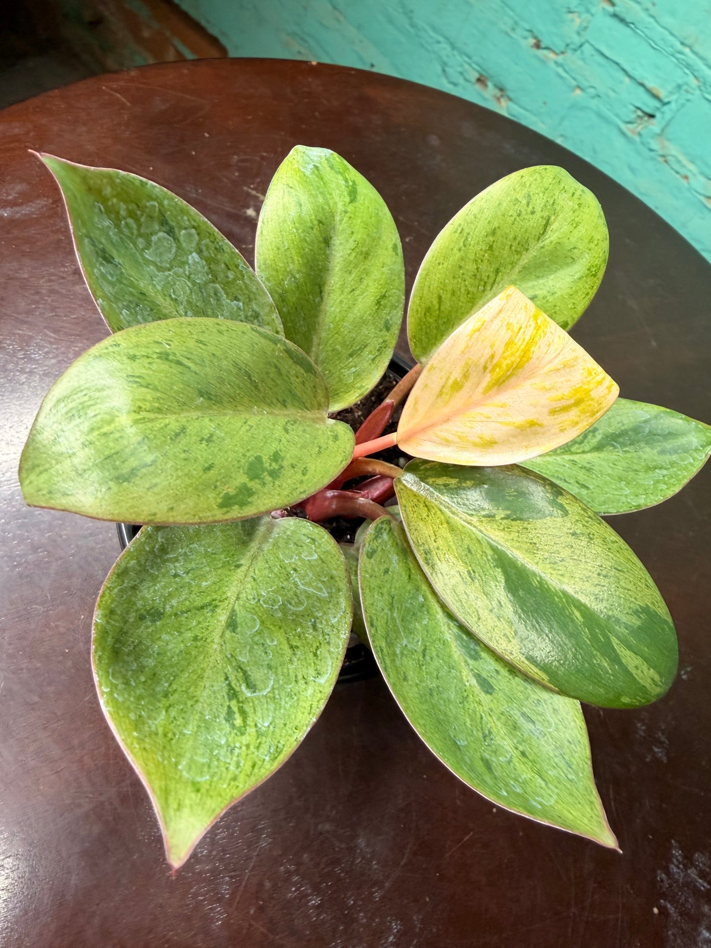 Philodendron ‘Congo Mint Marble’ 4”