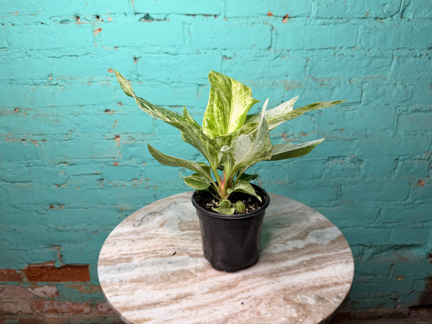Anthurium Hookeri Variegated 4”