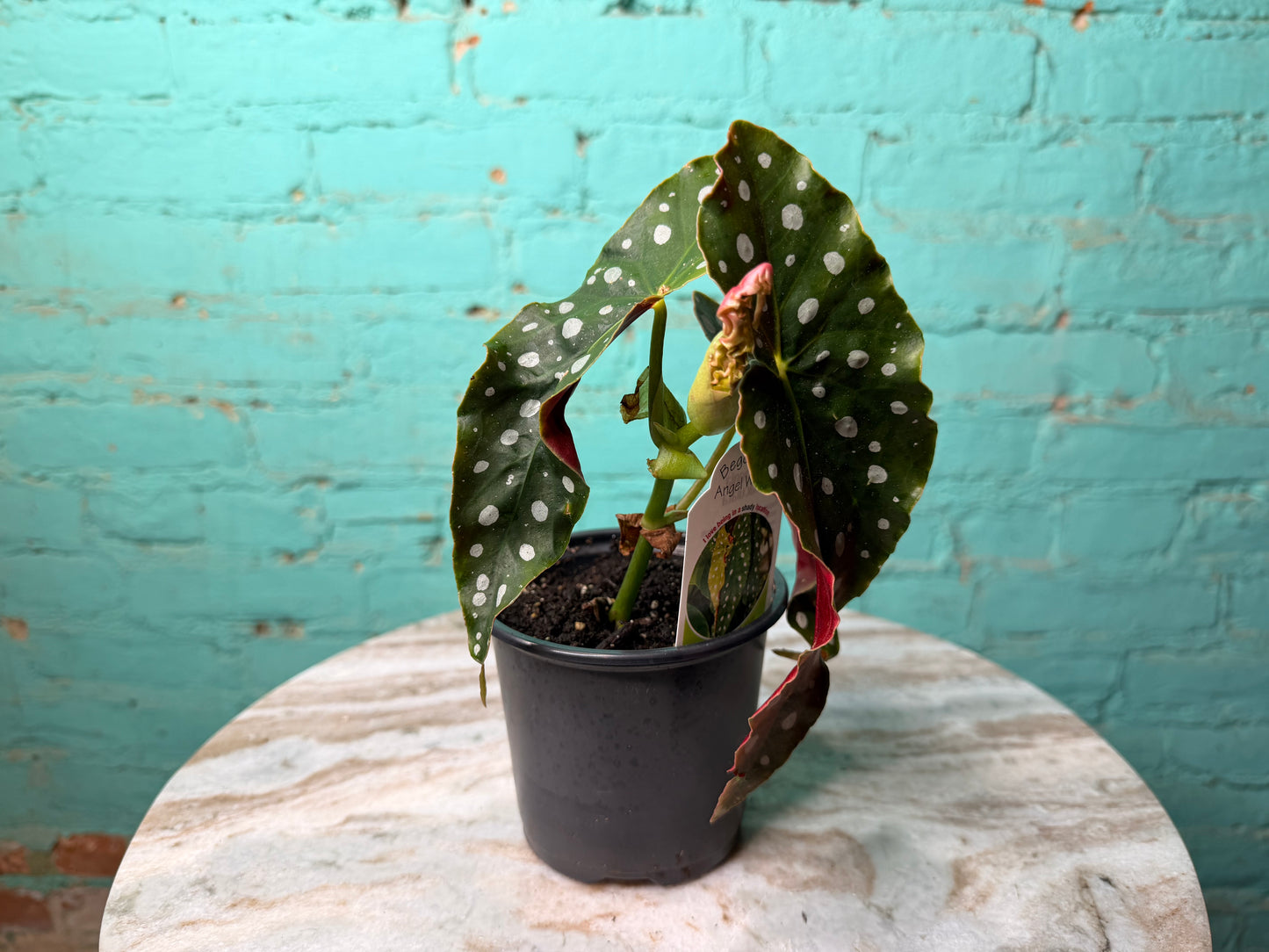 Begonia Maculata- Polka Dot 4”