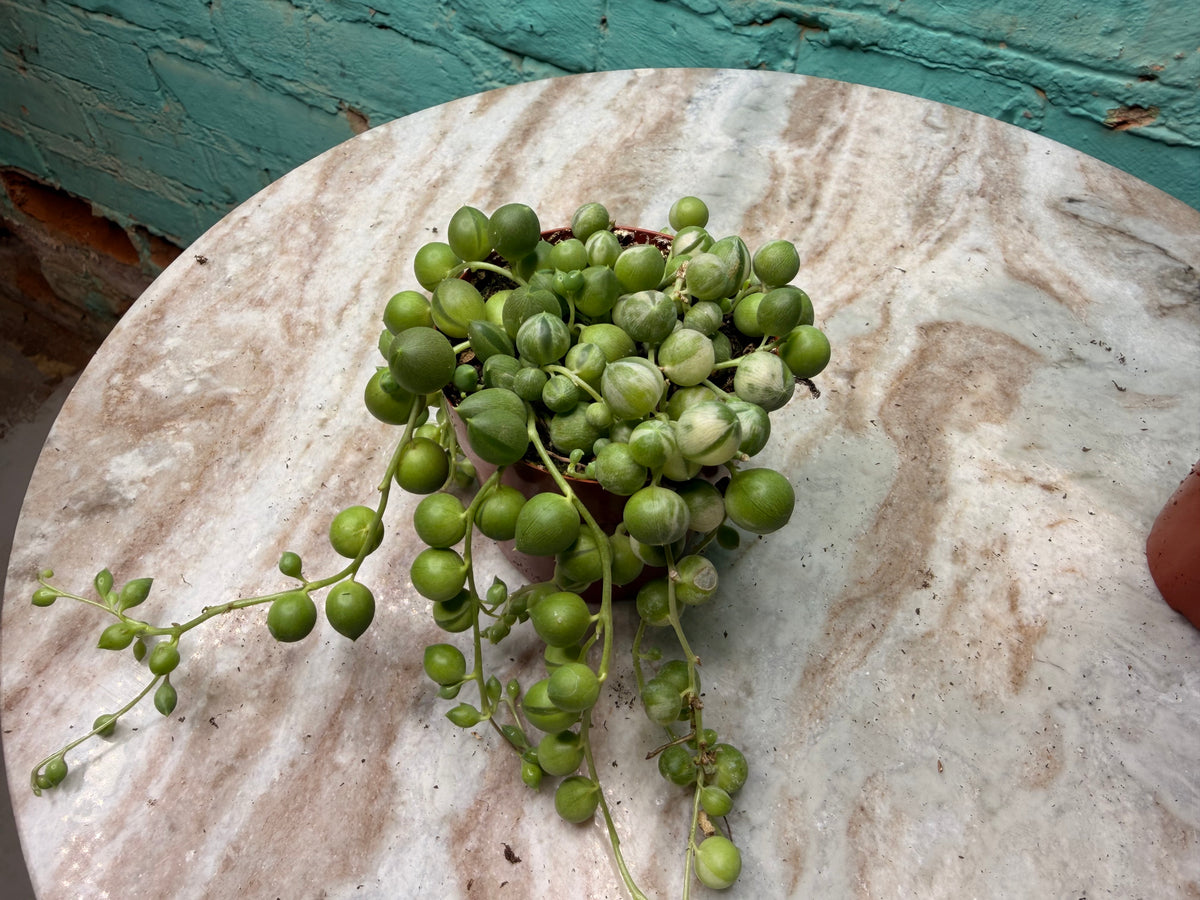String of Pearls Variegated 3”