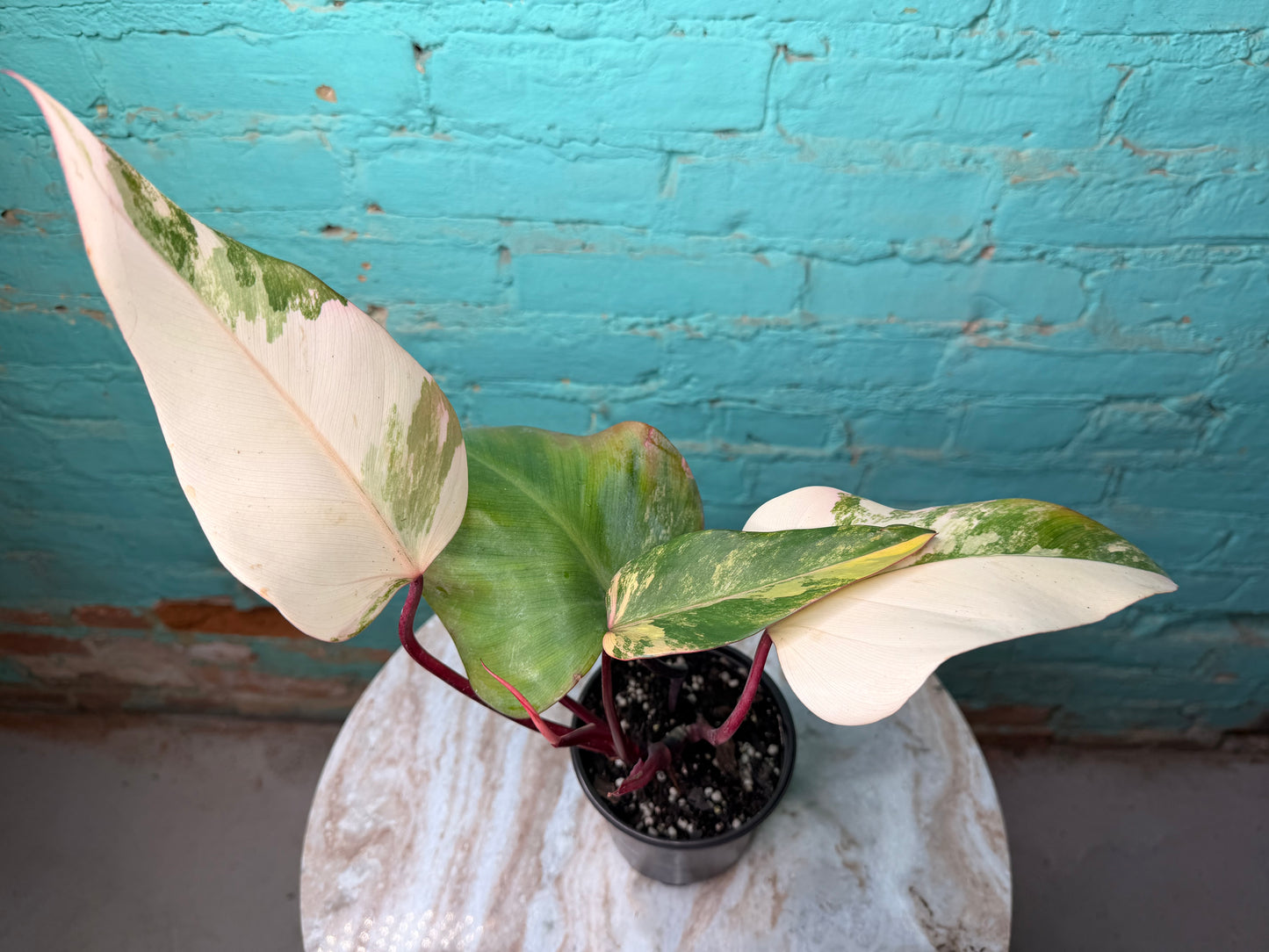 Philodendron-Strawberry Milkshake 4”