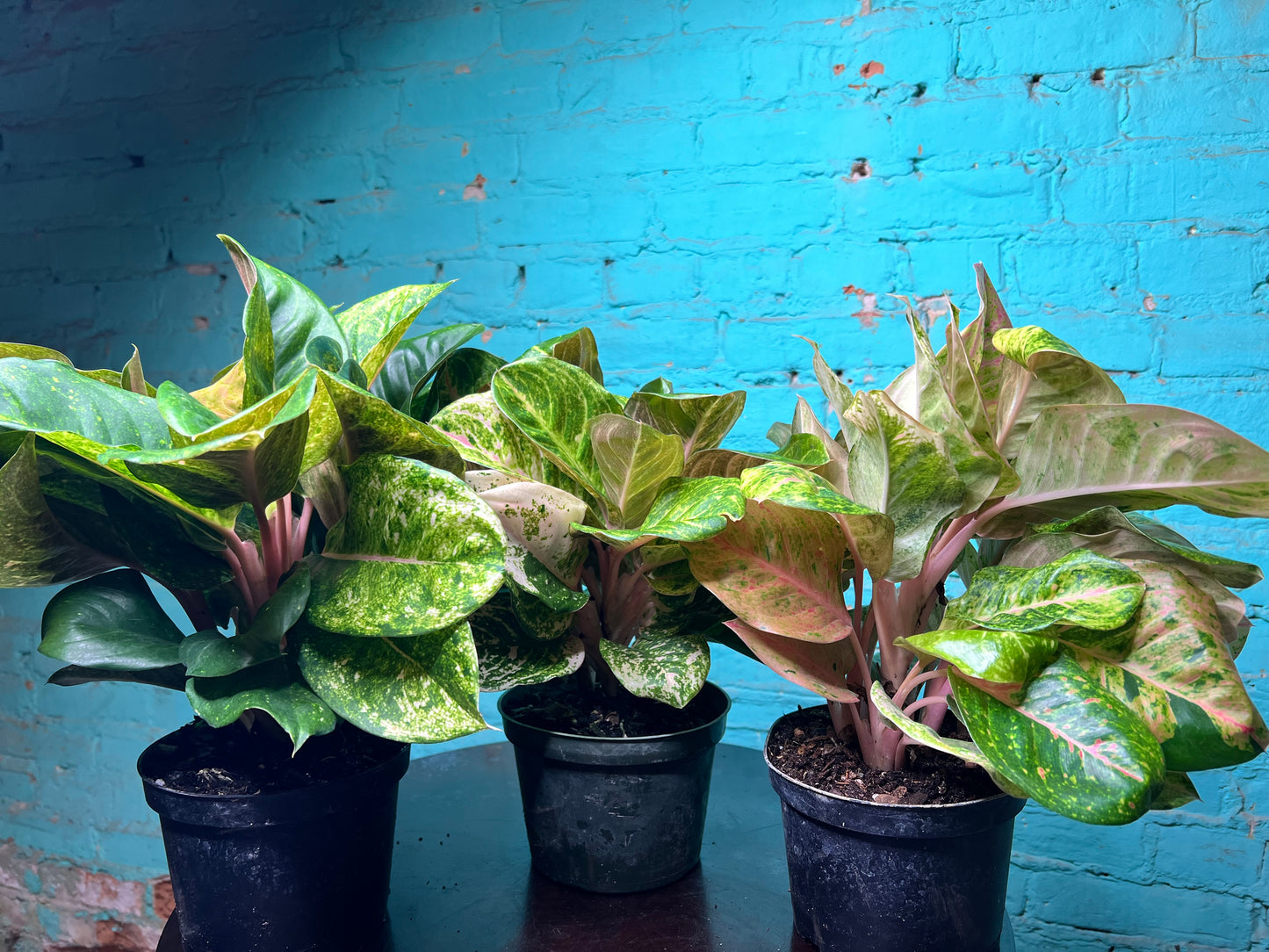 Aglaonema Lotus Delight 6”