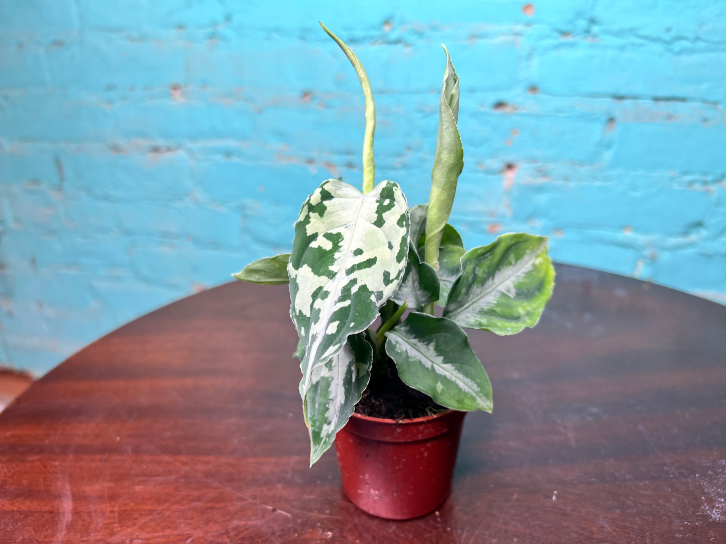 Aglaonema Pictum Whites 3”