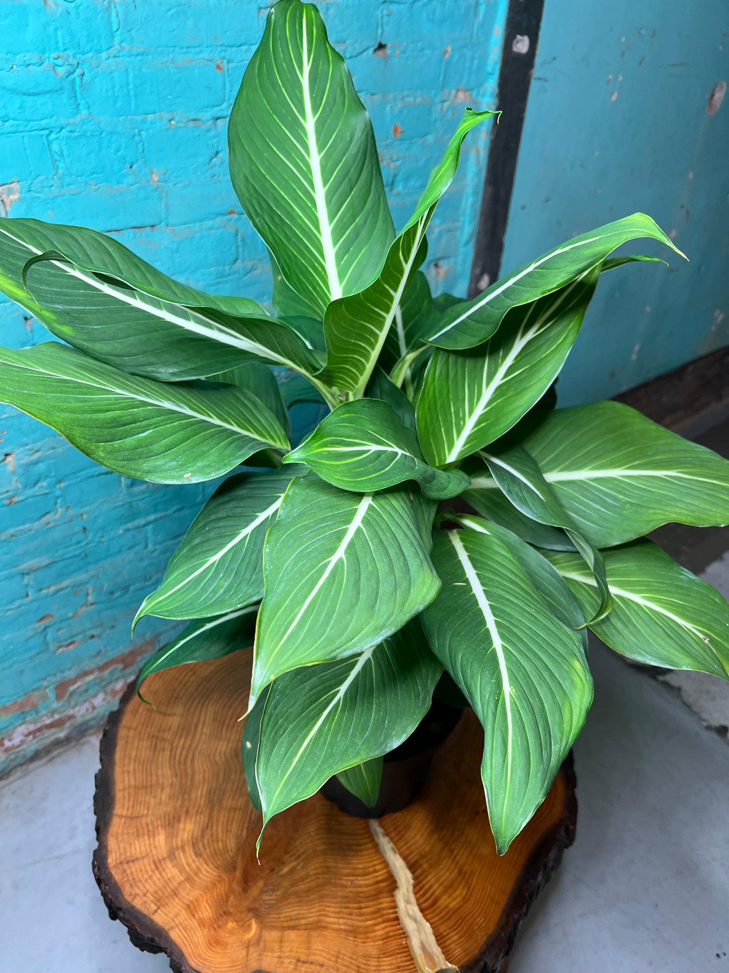 Dieffenbachia Green Gold 8”