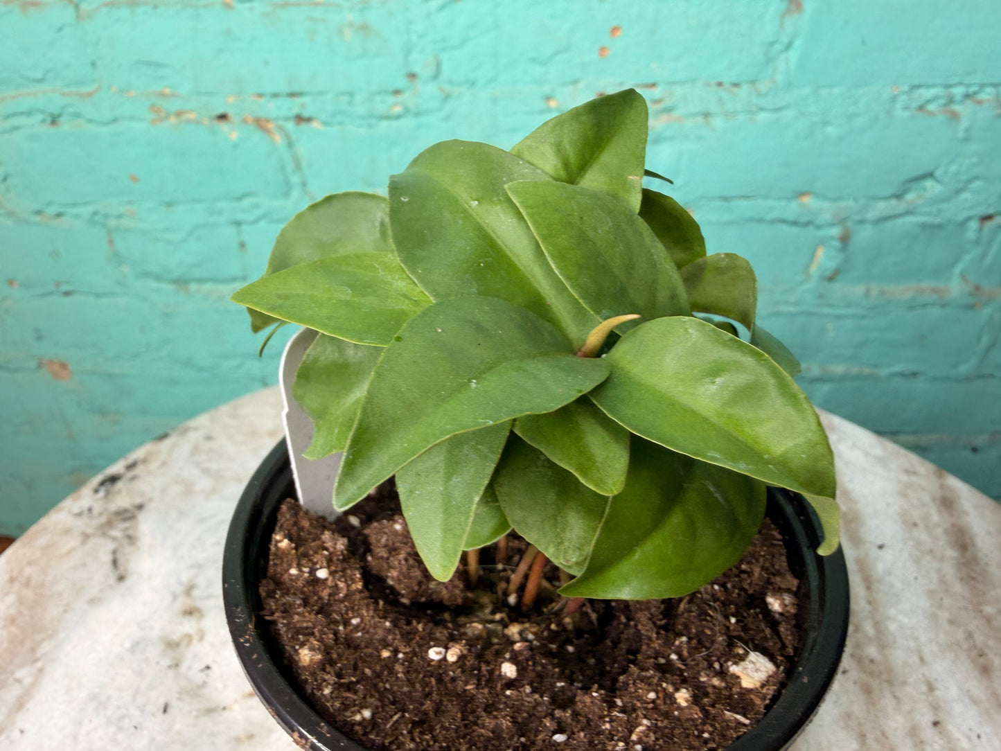 Ardisia Humillis 4” ‘Shoebutton’