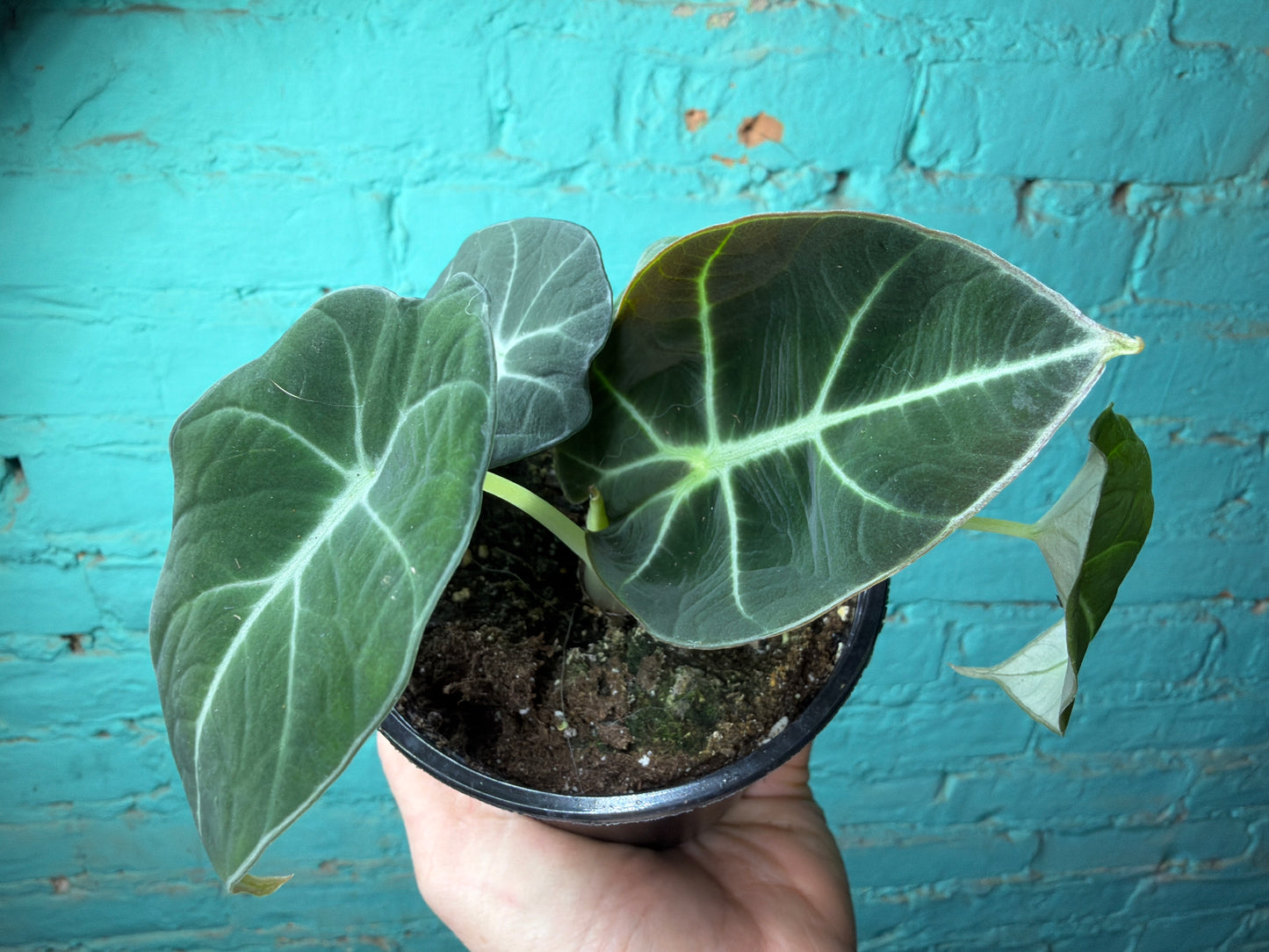Alocasia-Black Velvet 4”