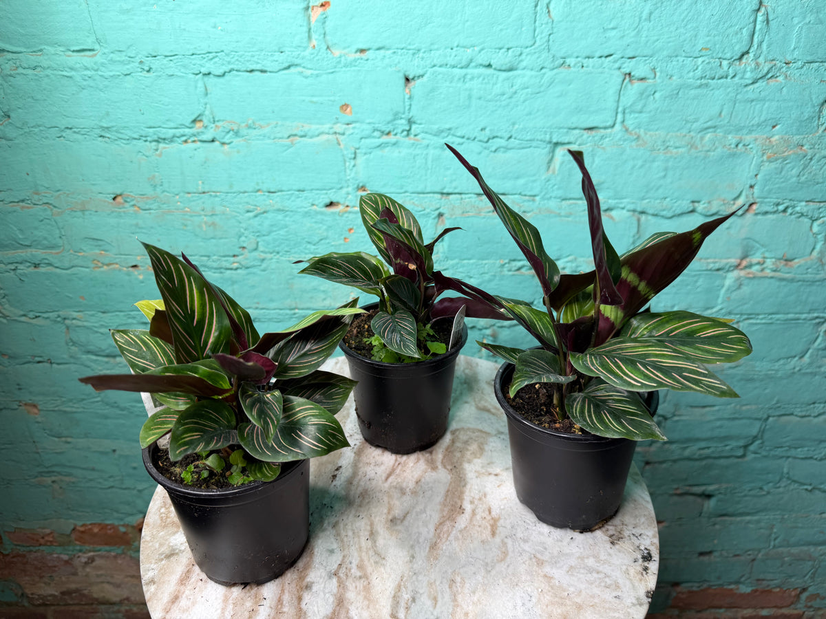 Calathea Orante 4”