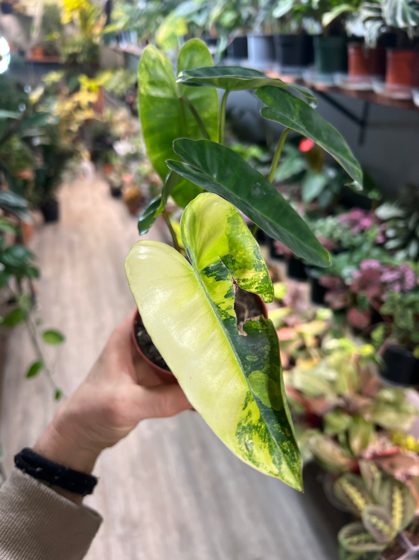 Philodendron Burle Marx Variegated 4”