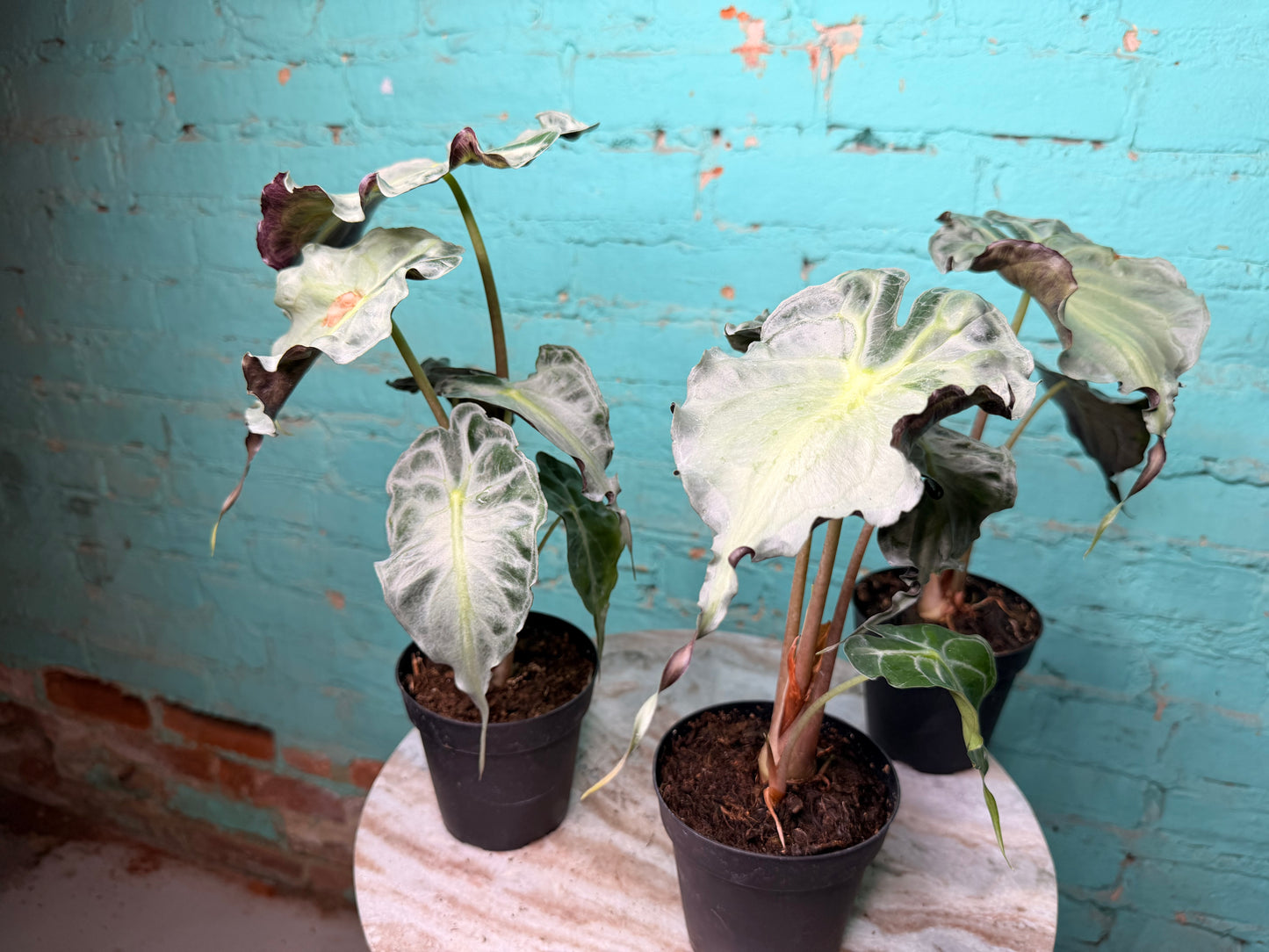 Alocasia Venom 4” (Non-TC)