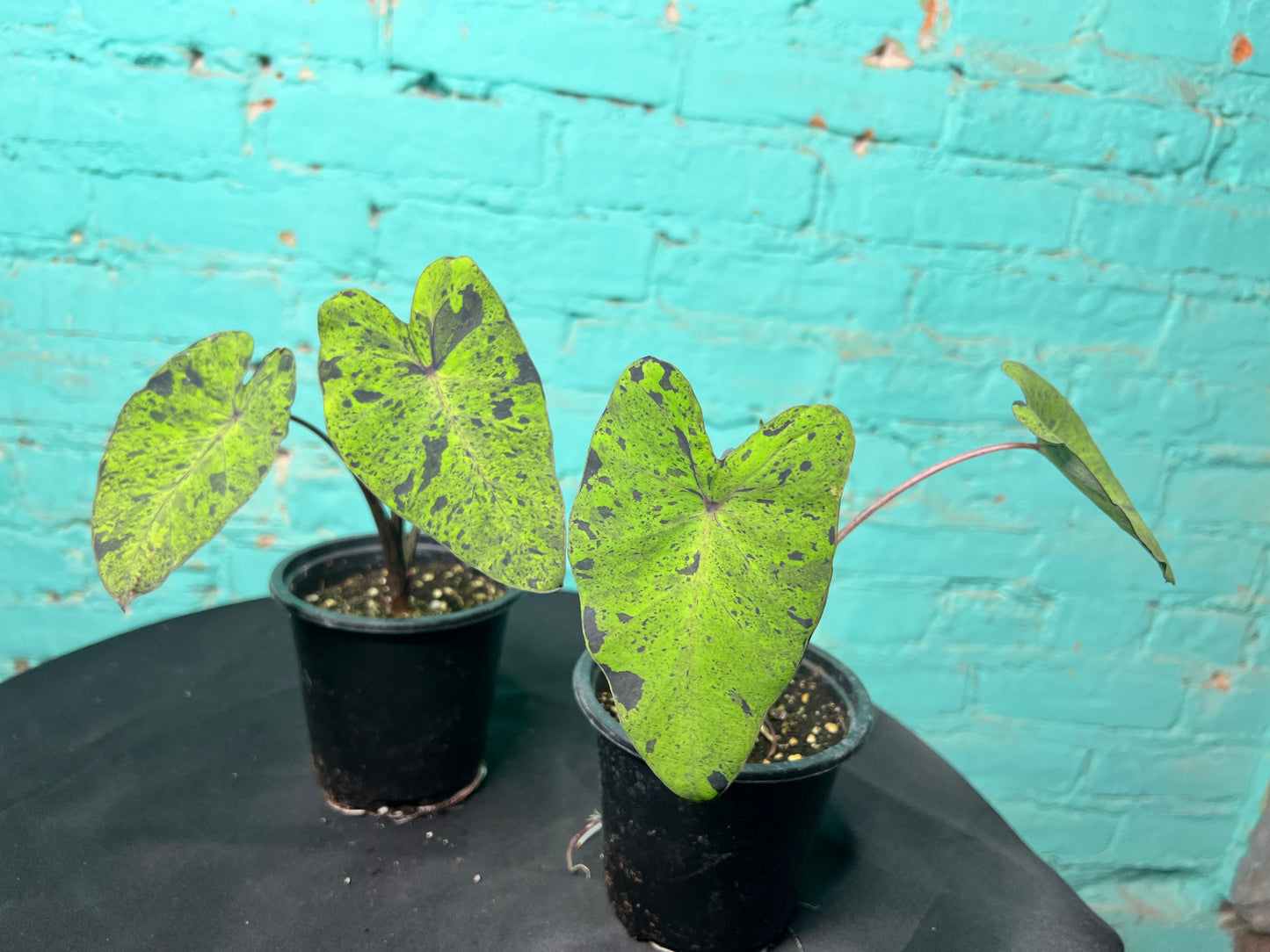 Colocasia “Mojito” 4”