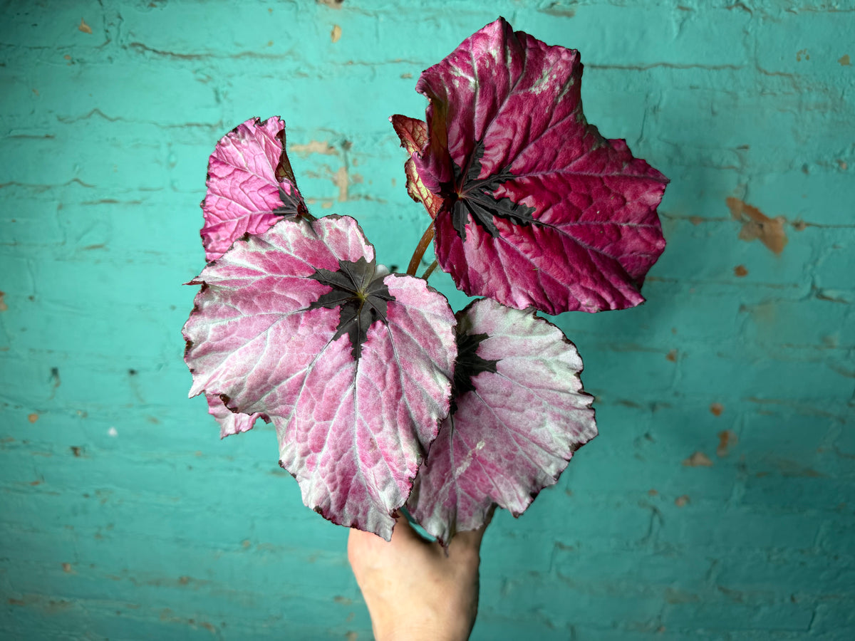 Begonia T-Rex ‘Ruby Slipper’