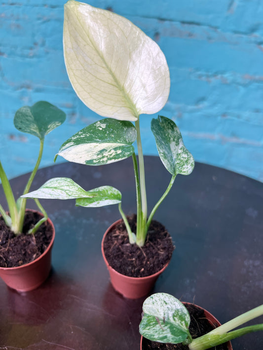 Monstera White Monster 3” (sold separately)