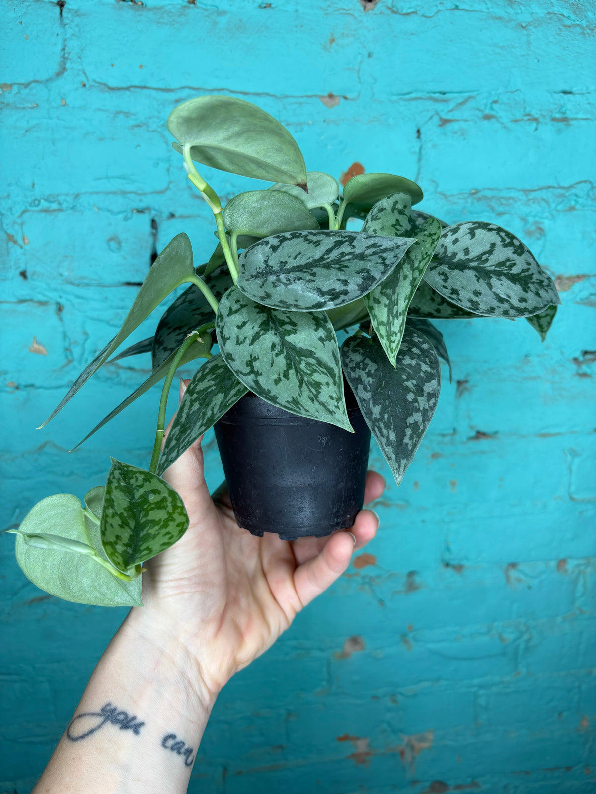 Scindapsus -Silver Lady