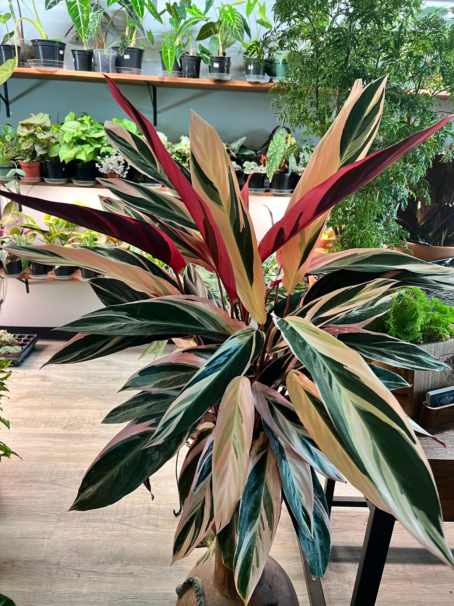 Stromanthe-Triostar 8”