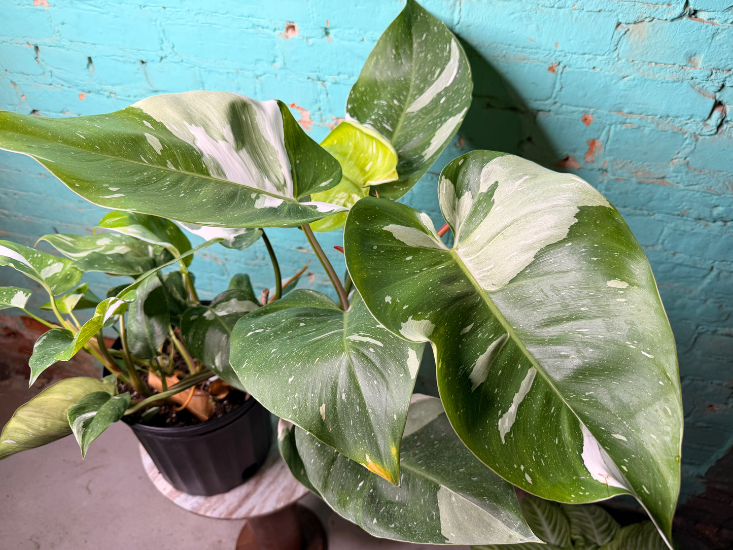 Philodendron White Princess 10”