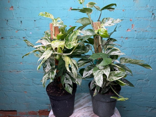 Epipremnum Pinnatum Marble Flame 6” totem