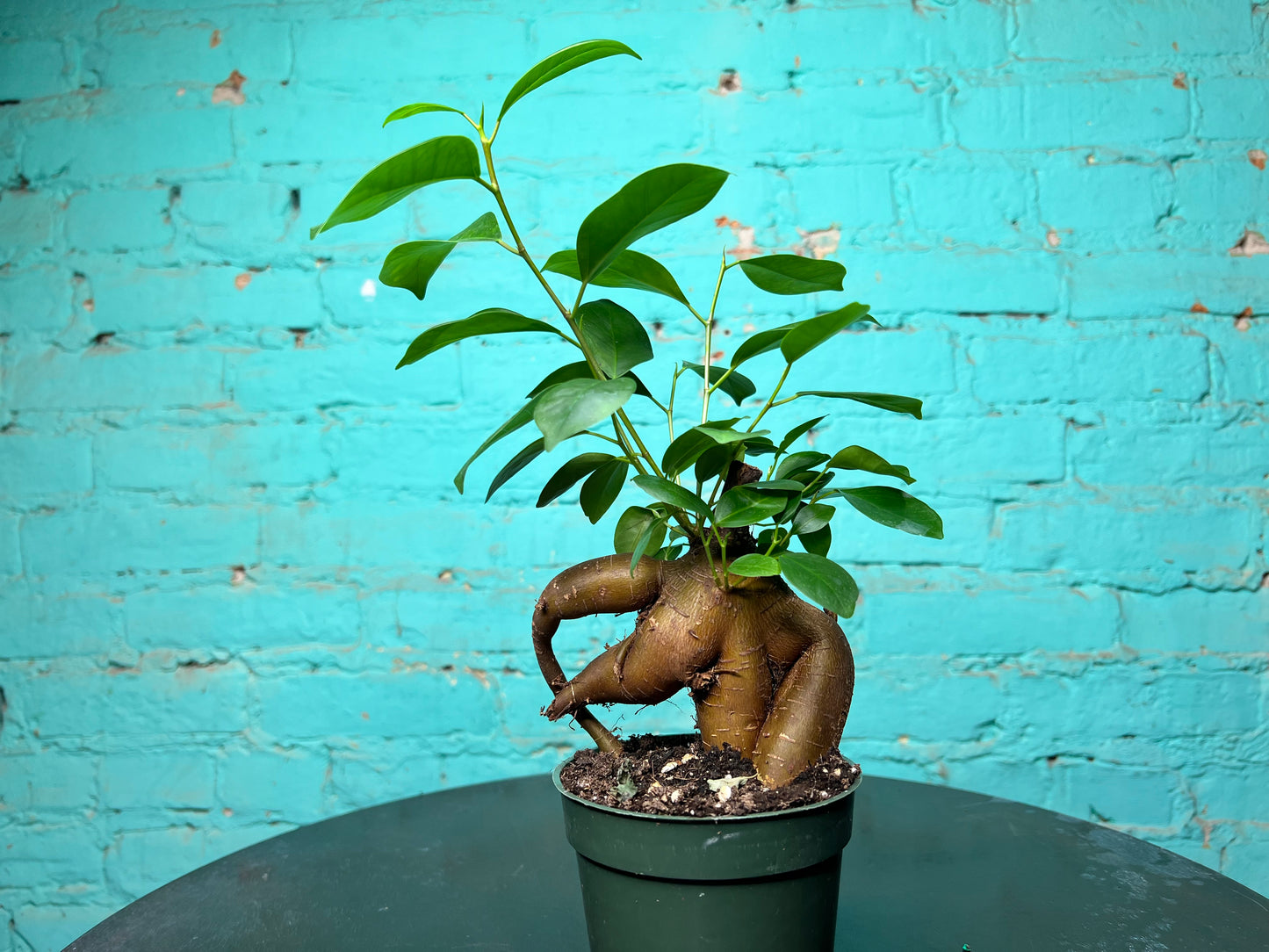 Ficus Ginseng Stump 4”