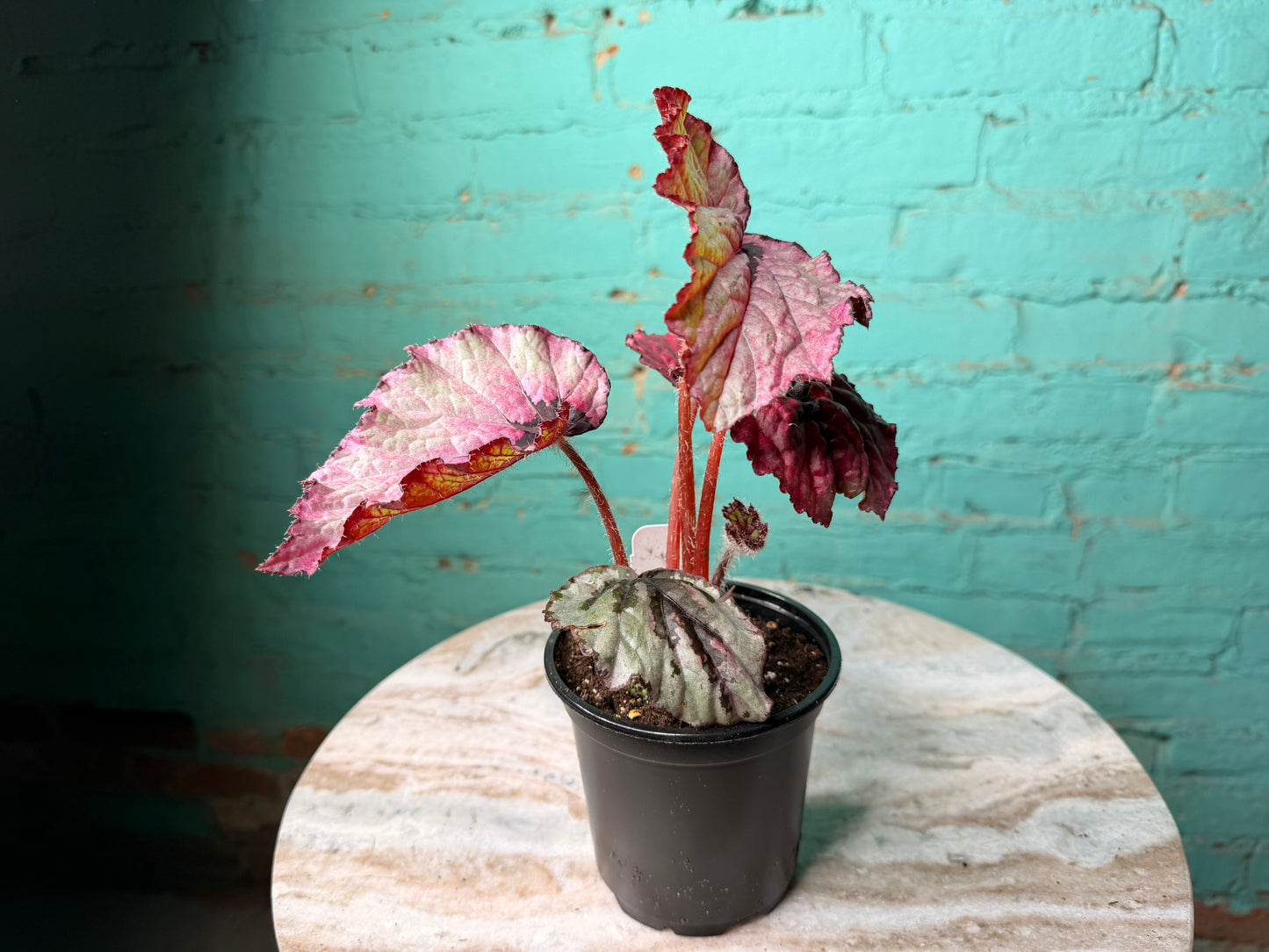 Begonia T-Rex ‘Ruby Slipper’