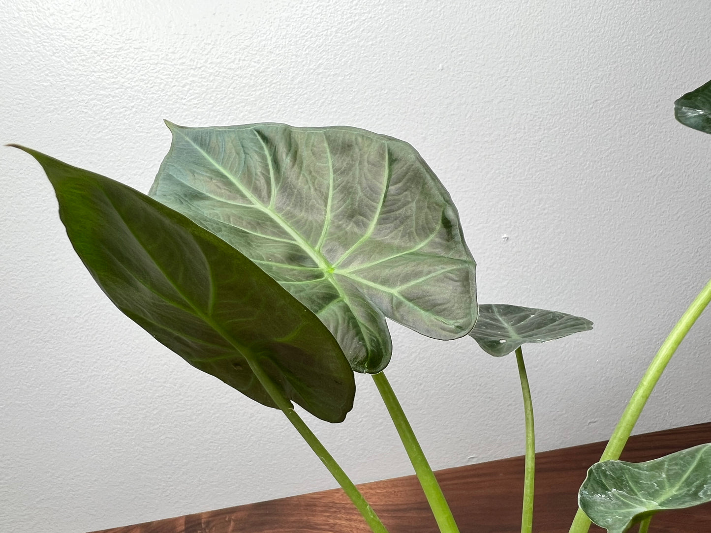 Alocasia Regal Shield