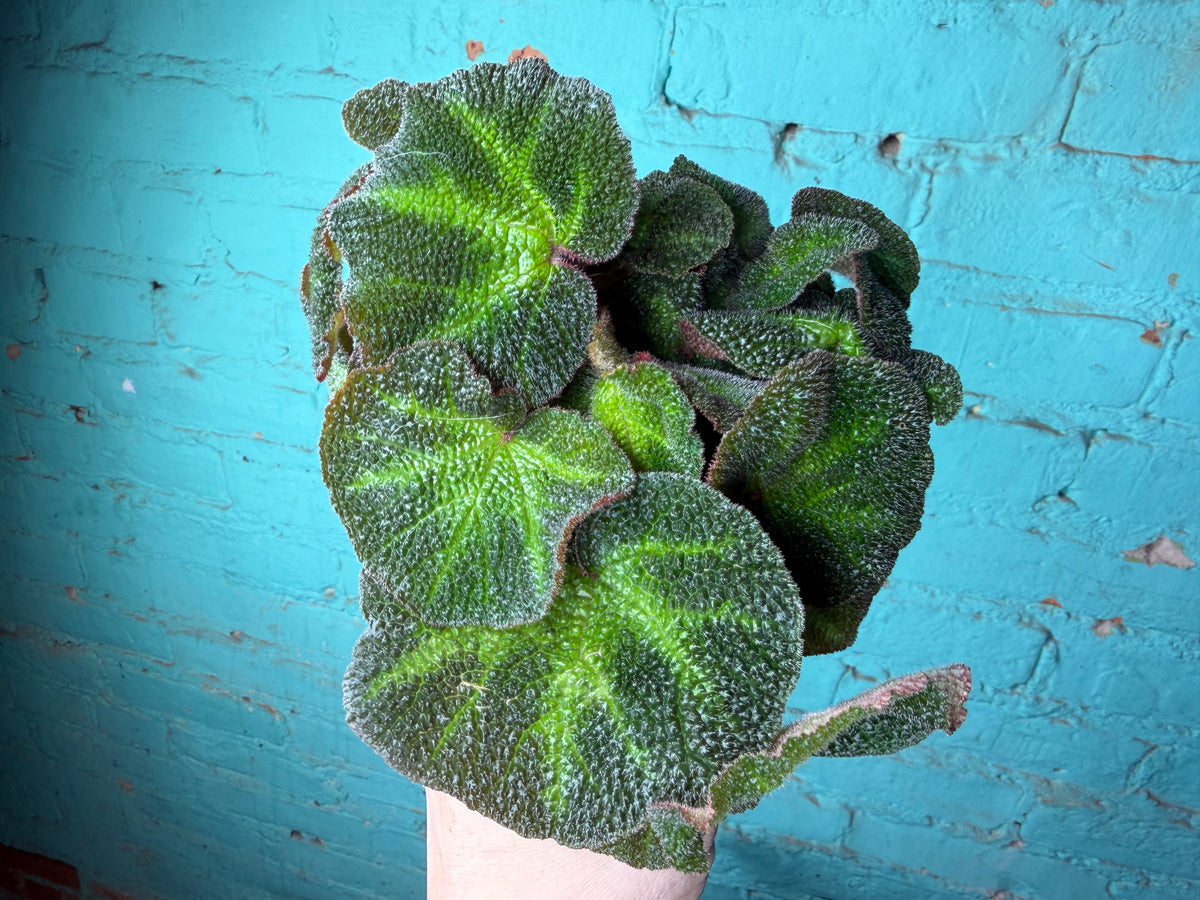 Begonia Iron Cross -Red 4”