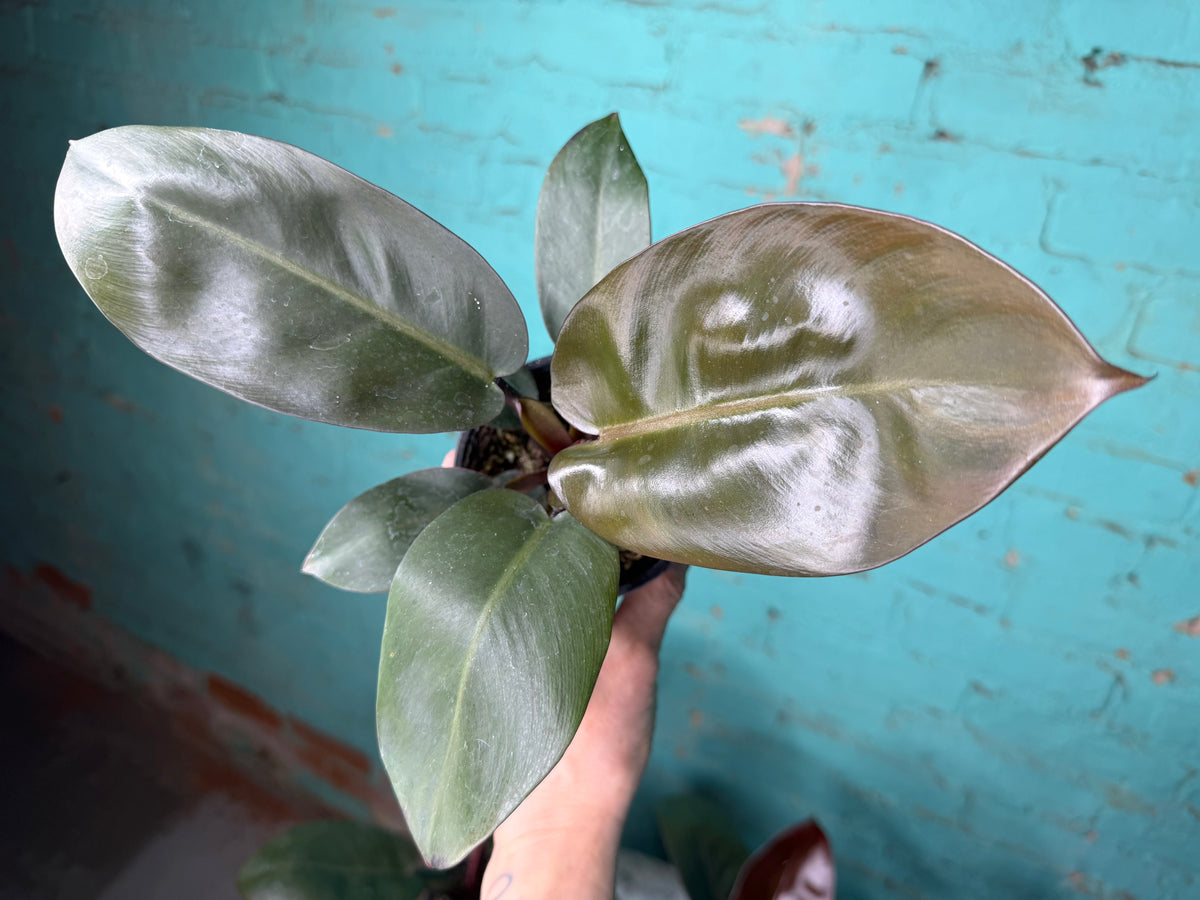 Philodendron Black Cardinal 4”