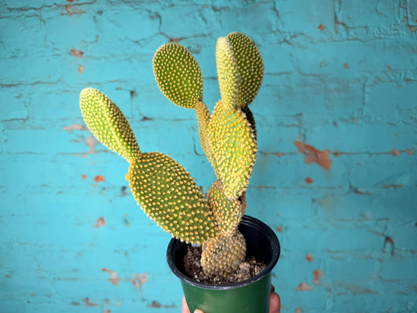 Optunia Cactus 4”