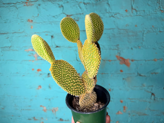 Optunia Cactus 4”