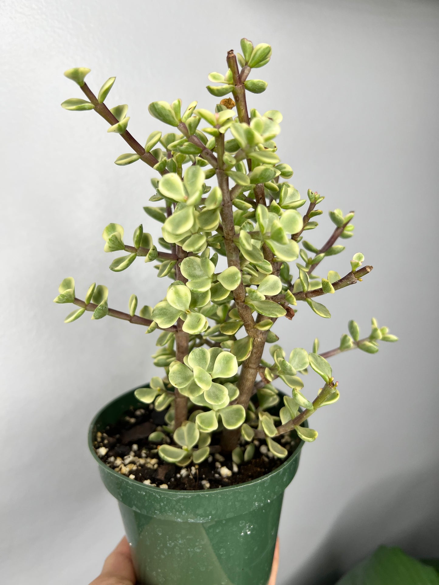 Elephant bush