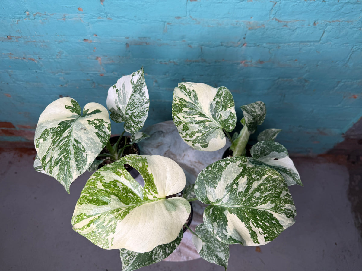Monstera Crème Brûlée 4”