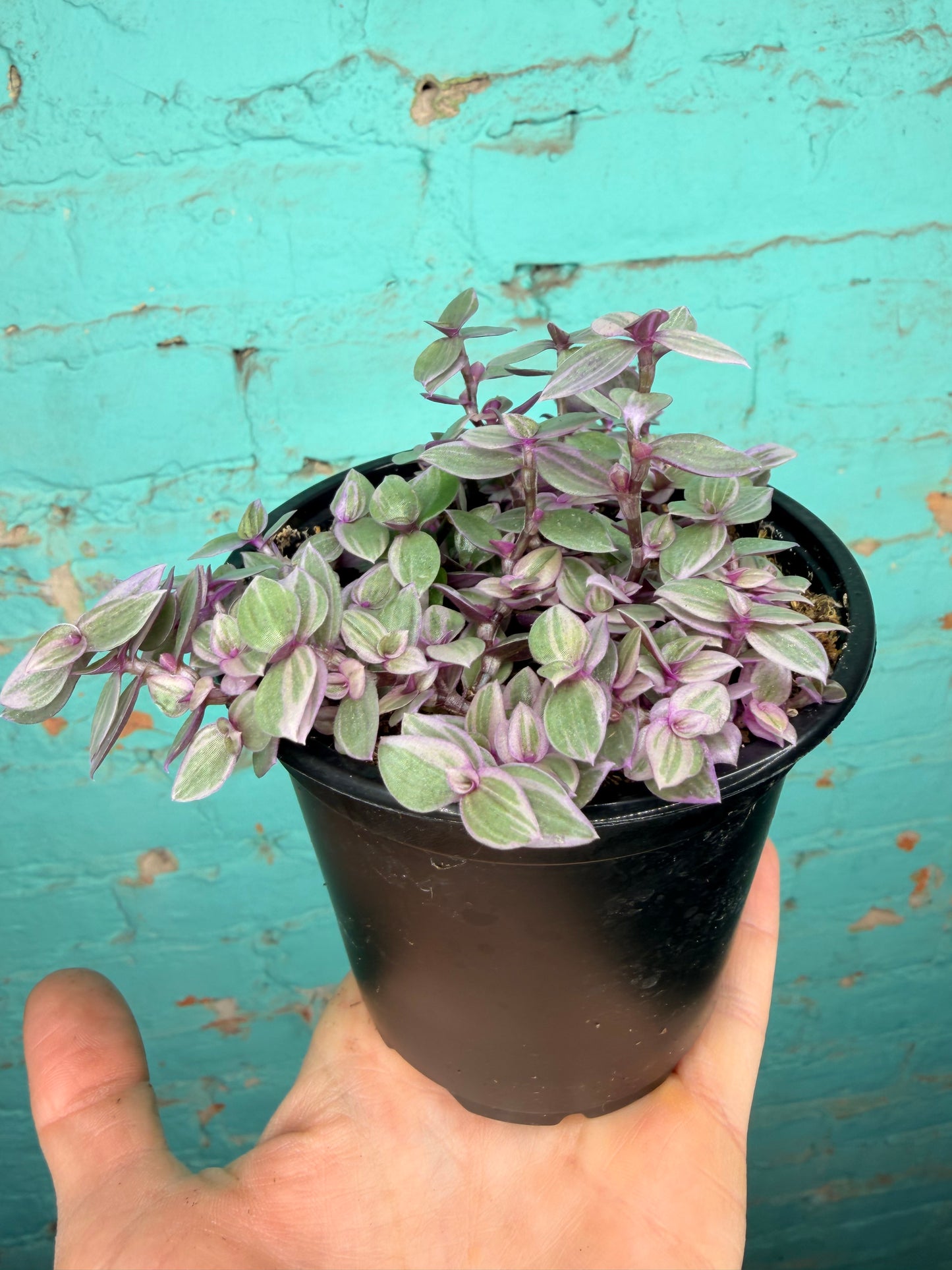 Pink Panther Bolivian Jew- Callisia