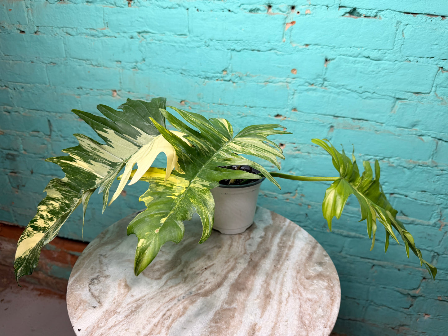 Philodendron Florida Beauty x Tortum  Variegated 4”