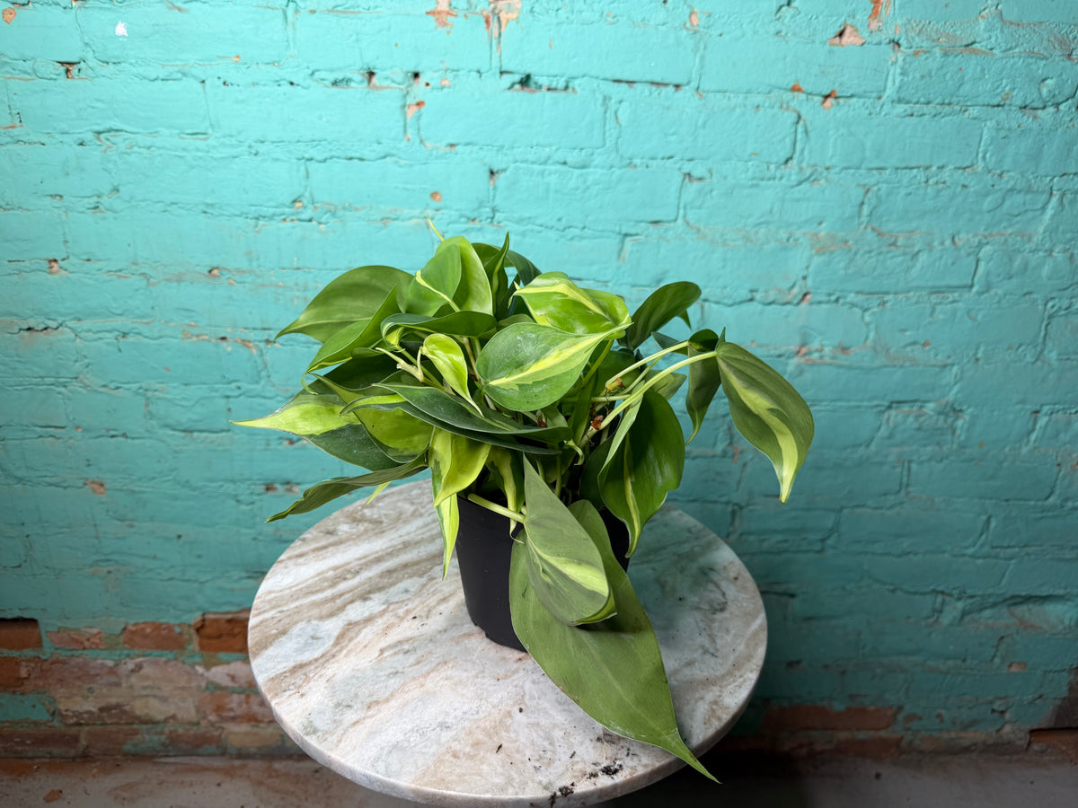 Philodendron Brasil 6”