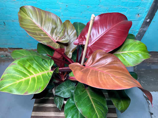 Philodendron McColley’s Finale 10”