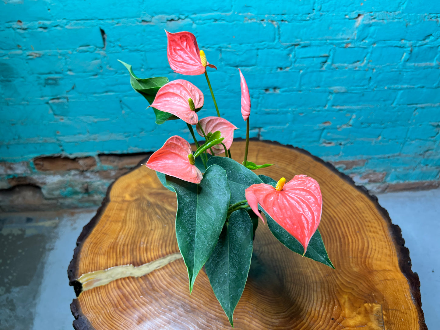 Anthurium 4”