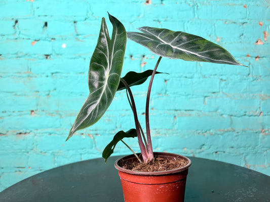 Alocasia Morocco (Pink Dragon) 4”