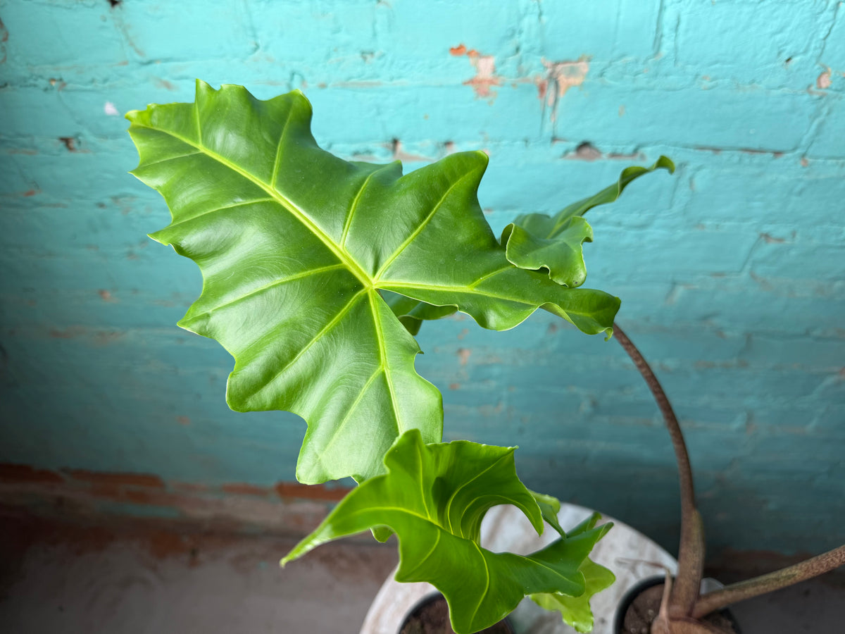 Alocasia Golden Dragon 4”