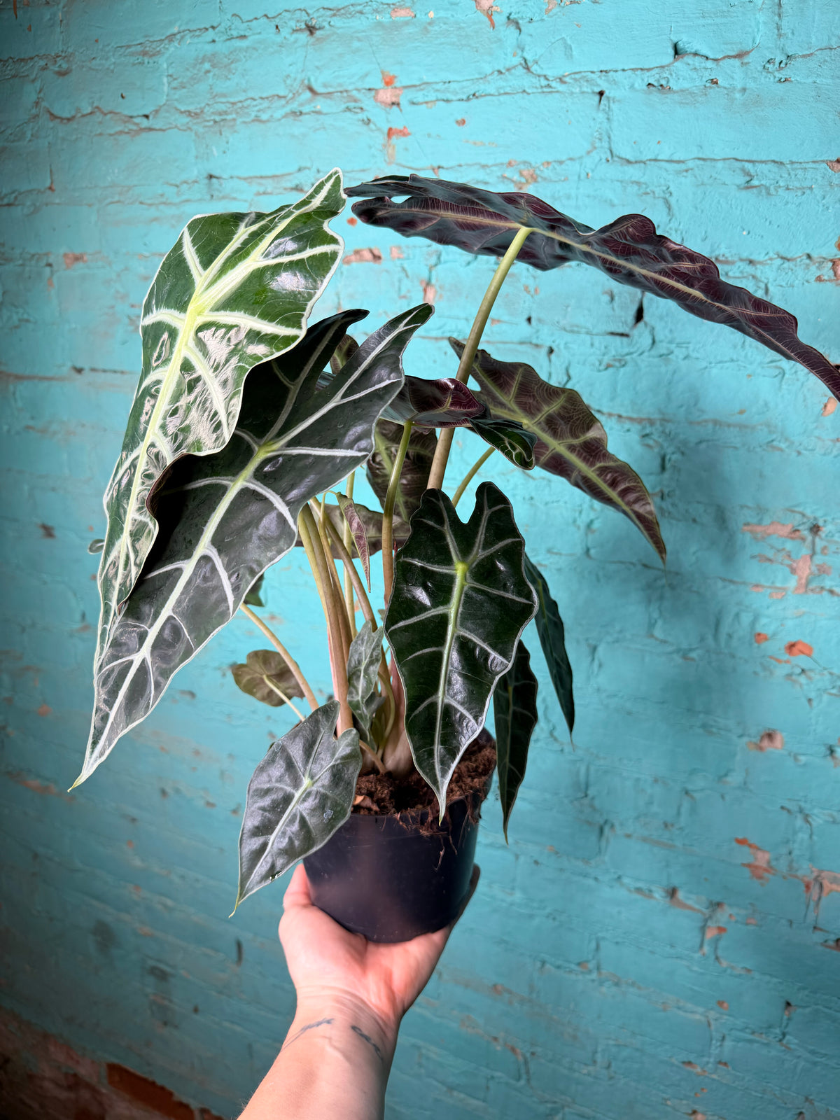 Alocasia Polly 6”