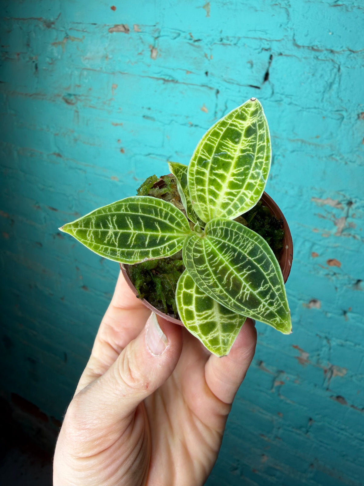Jewel Orchid- Macodes Petola