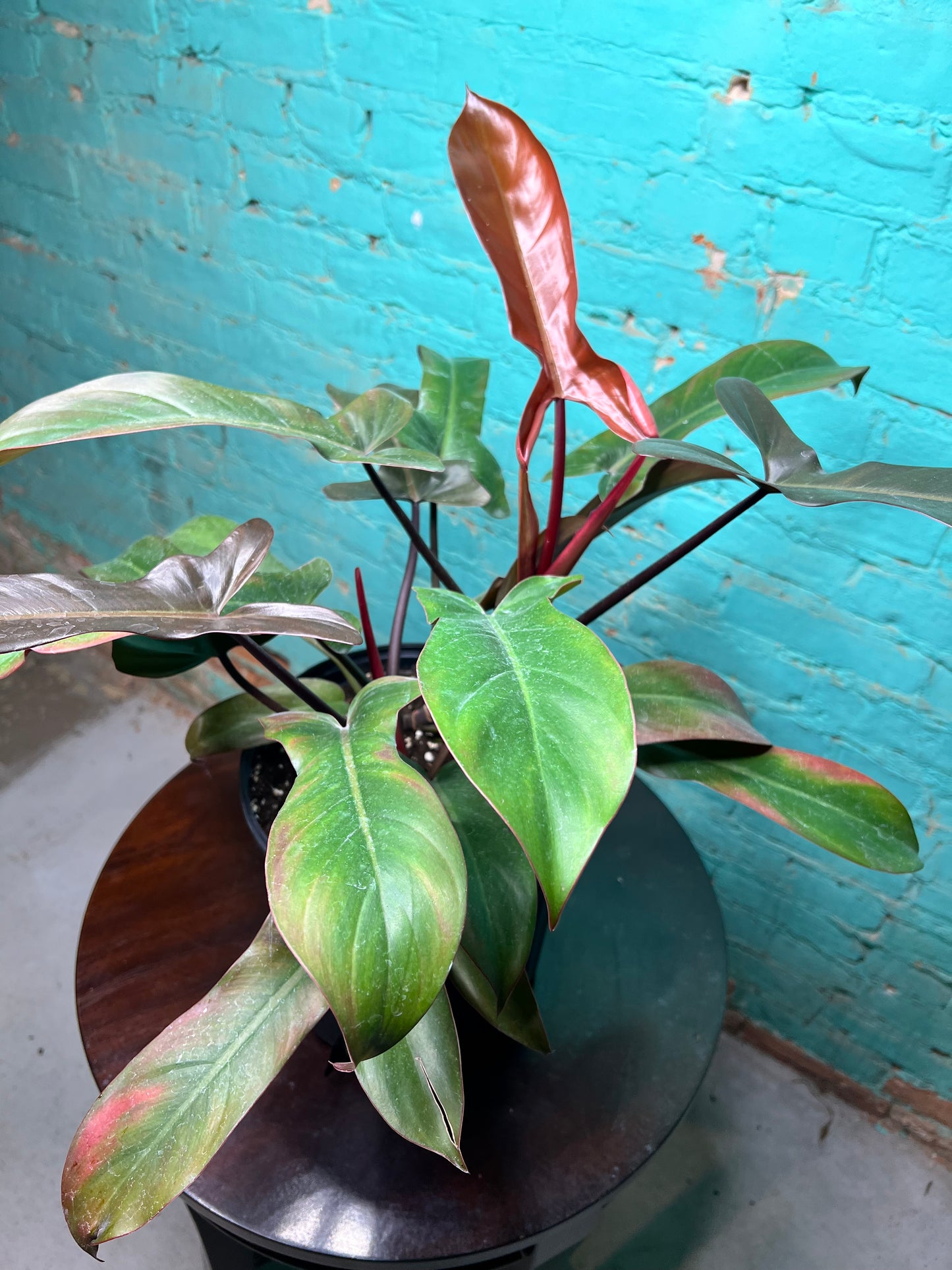 Philodendron Florida Bronze 10”