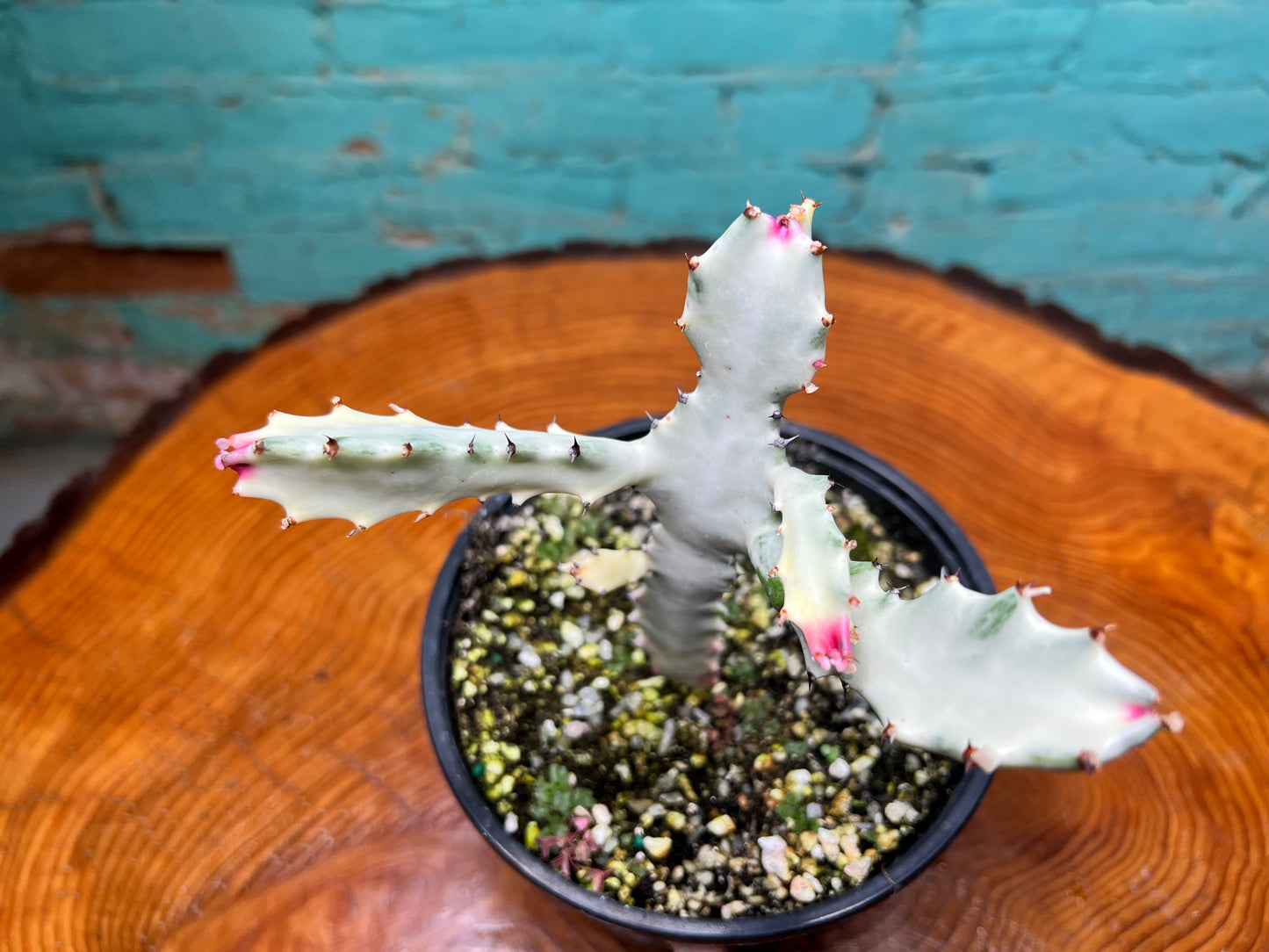 Euphorbia Trigonia Variegated 6”