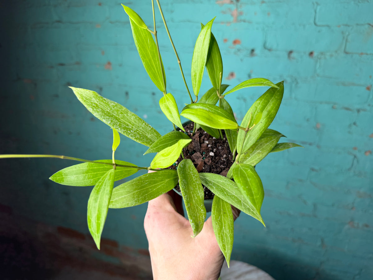 Hoya Blashernaezii 4”
