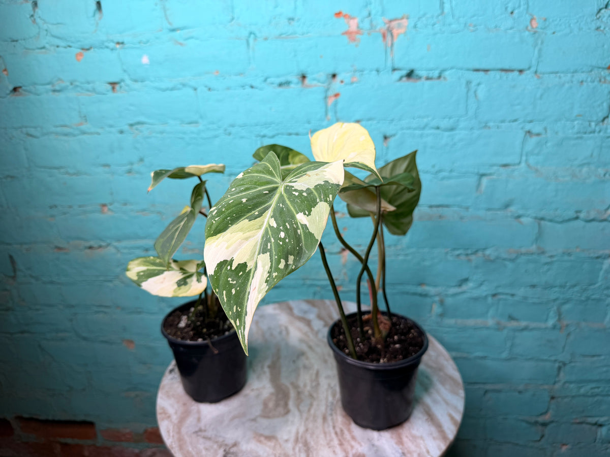 Philodendron Gloriosum Variegated Type 2