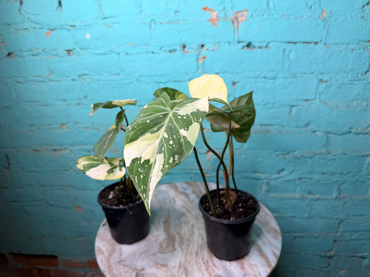 Philodendron Gloriosum Variegated Type 2