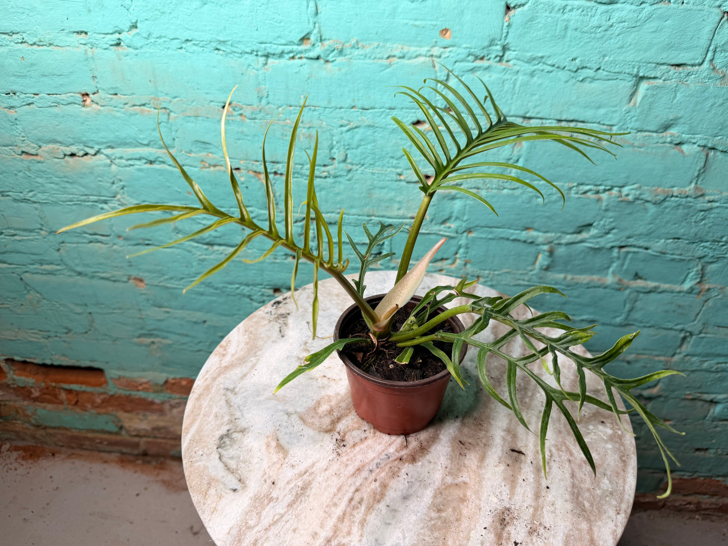 Philodendron Tortum 4”