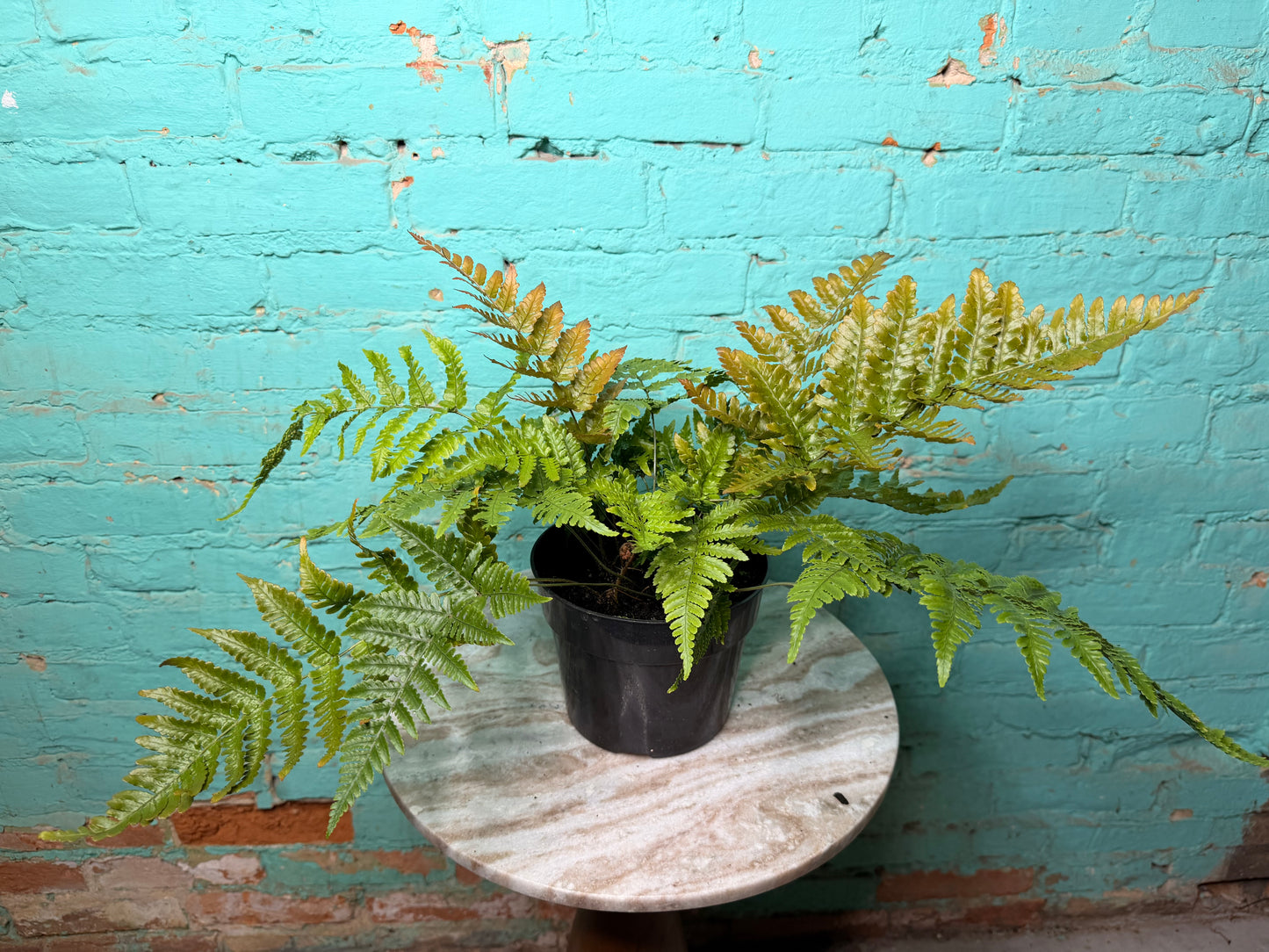 Autumn Fern 6”