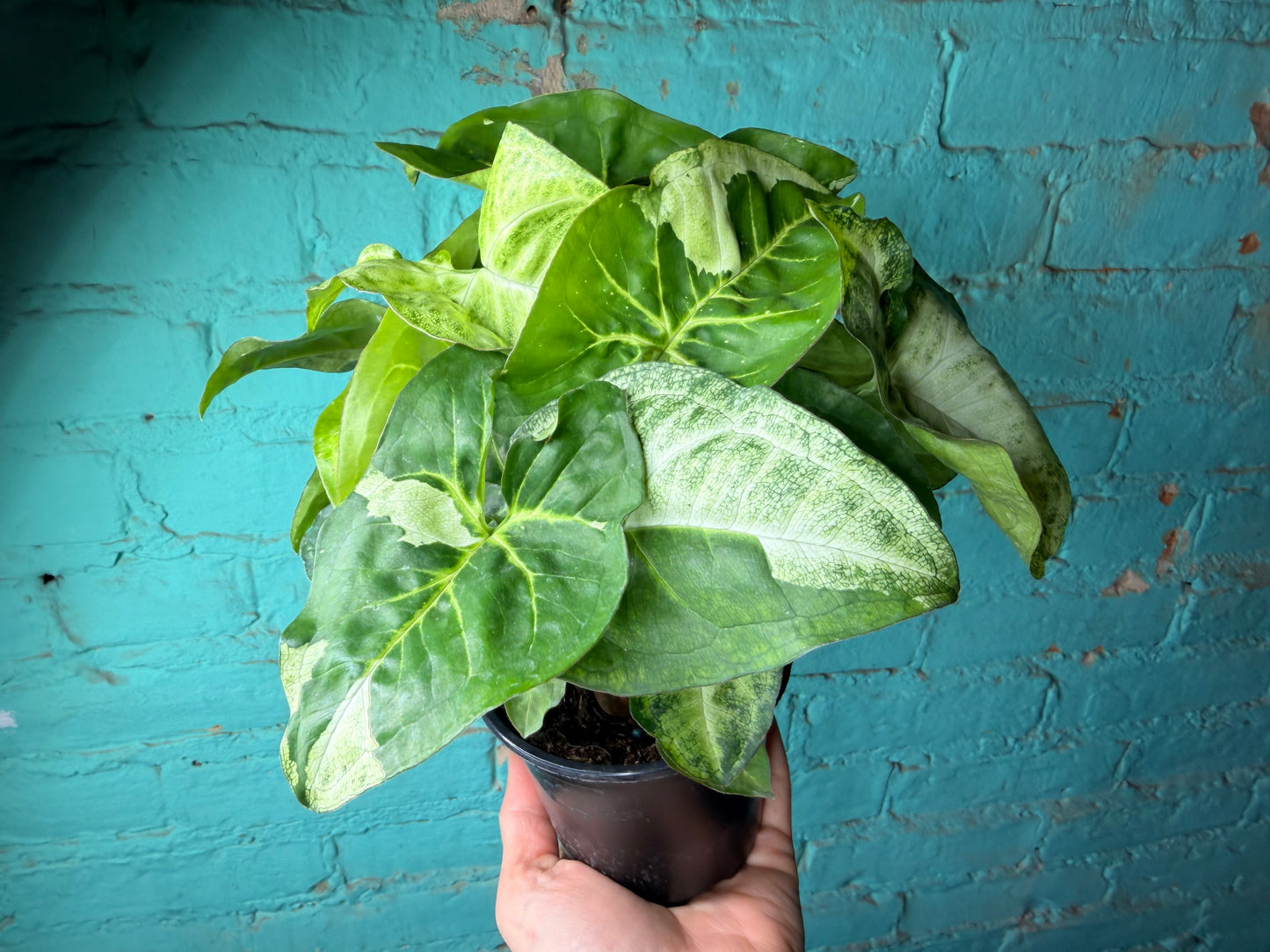 Syngonium Podophyllum Variegated 4”