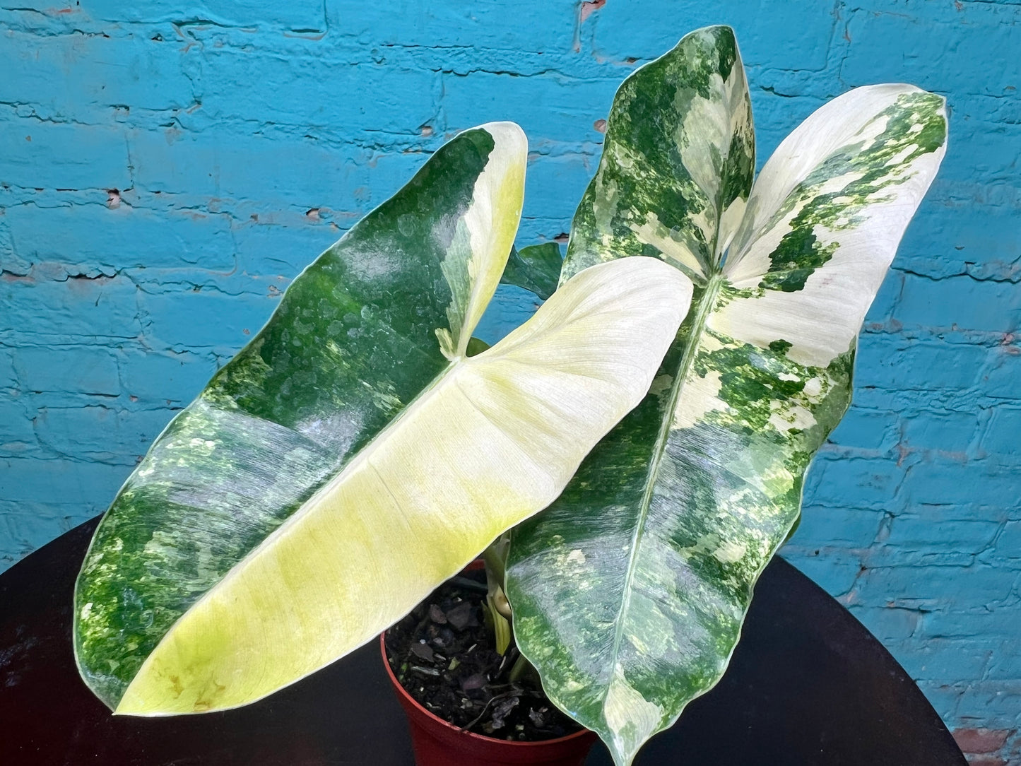 Philodendron Burle Marx Variegated 4”