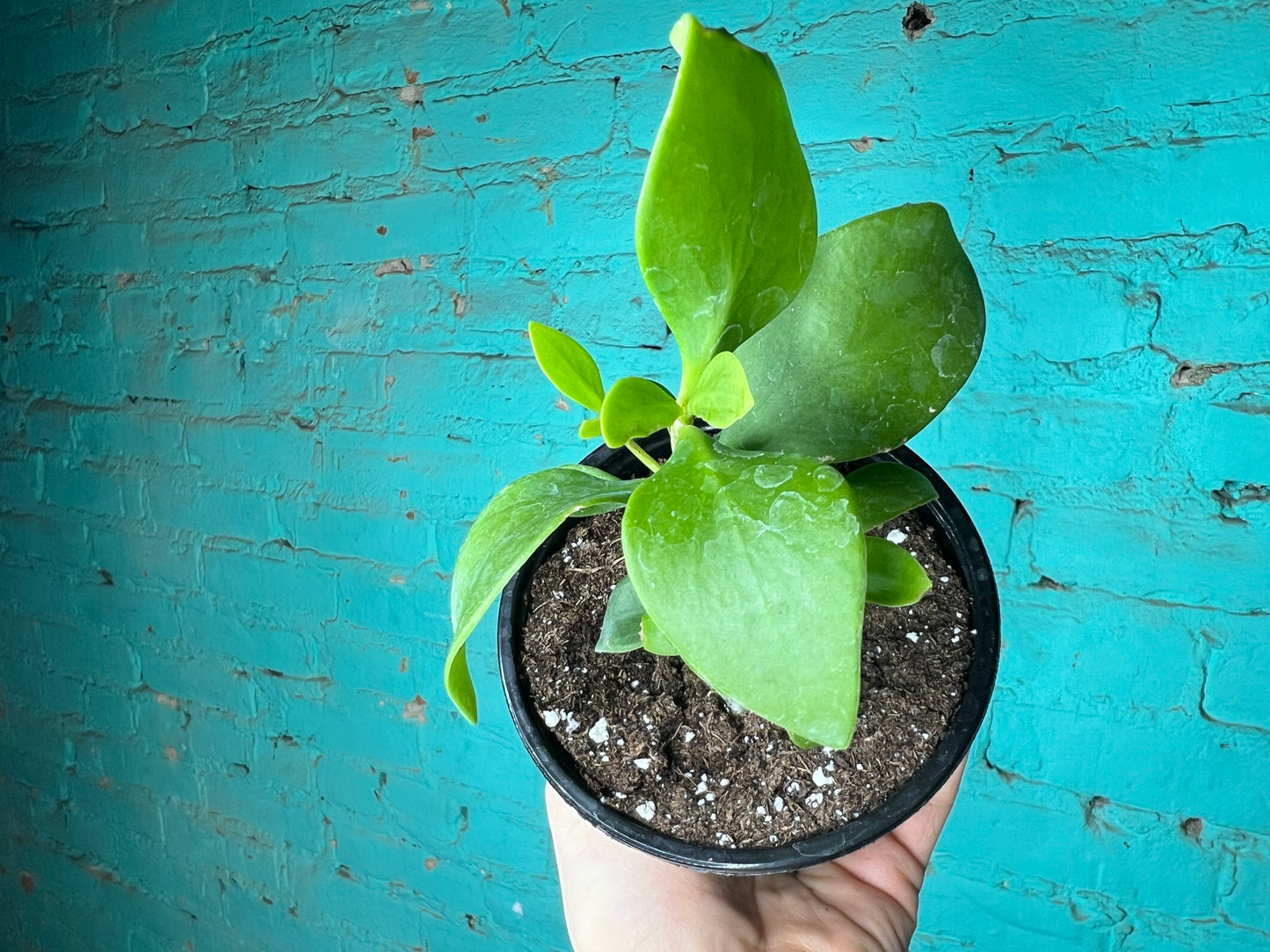 Hydnophe Papuanum “Mase Plant” 4”