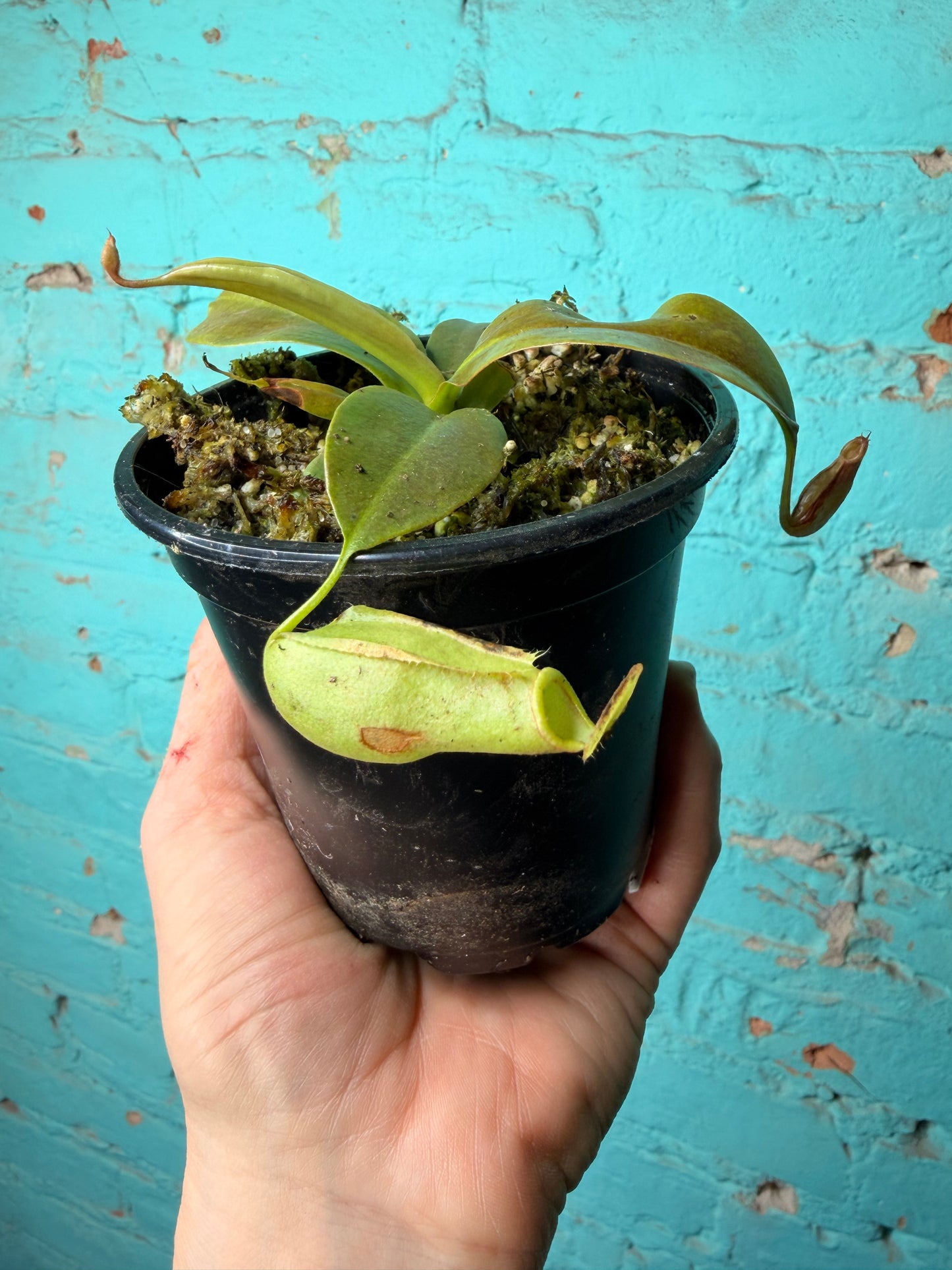 Nepenthes Pitcher Plant “Gaya” 4”