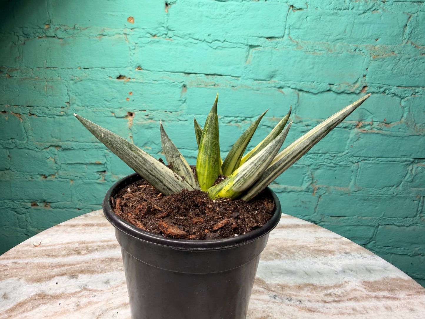 Snake Plant “Starfish”  Variegated